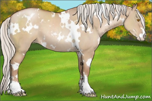 Horse Color:White Spotted Silver Grullo Pearl Sabino 