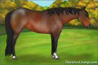 Horse Color:Gray Bay Sabino 
