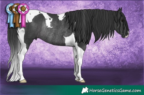 Horse Color:Black Tobiano Rabicano 