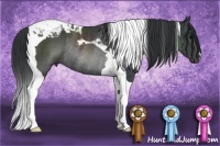 Horse Color:Black Tobiano Rabicano 