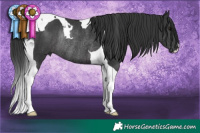 Horse Color:Black Tobiano Rabicano