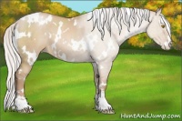 Horse Color:White Spotted Silver Grullo Pearl Sabino 
