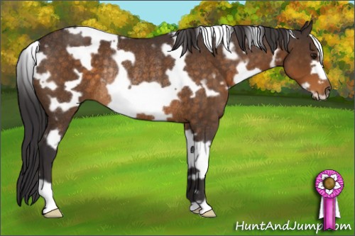 Horse Color:White Spotted Buckskin Frame Rabicano