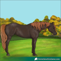 Horse Color:Liver Chestnut 