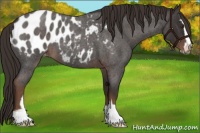Horse Color:Liver Red Roan Sabino Appaloosa 