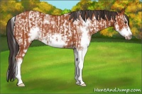 Horse Color:Bay Sabino  and Bay Sabino Frame 
