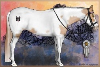 Horse Color:White Spotted Bay Pearl Tobiano Frame Rabicano 