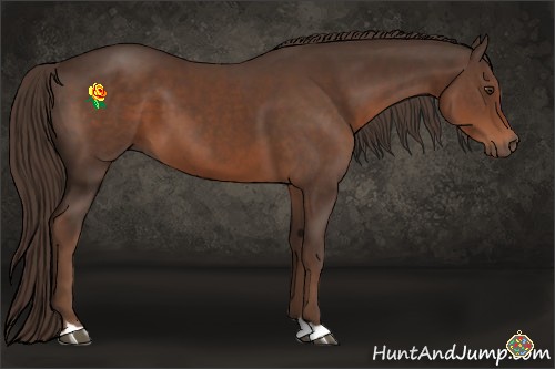 Horse Color:Liver Chestnut 