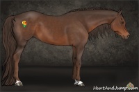 Horse Color:Liver Chestnut 