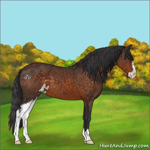 Horse Color:Buckskin Sabino