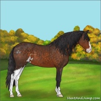 Horse Color:Buckskin Sabino
