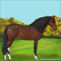 Horse Color:Brown 
