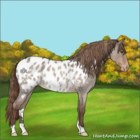 Horse Color:Liver Red Dun Roan Appaloosa 