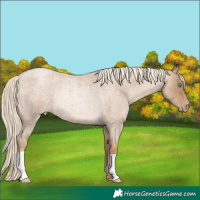 Horse Color:Chocolate Palomino Roan Pearl Rabicano 