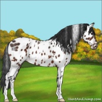 Horse Color:White Spotted Bay Appaloosa