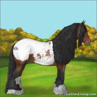 Horse Color:Brown Appaloosa