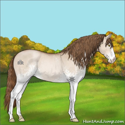 Horse Color:White Spotted Liver Red Dun Pearl Rabicano 