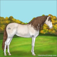 Horse Color:White Spotted Liver Red Dun Pearl Rabicano