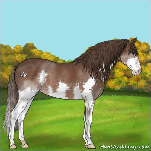 Horse Color:Liver Chestnut Splash 