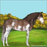 Horse Color:Liver Chestnut Splash 