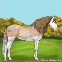 Horse Color:Chestnut Pearl Splash Varnish Rabicano 