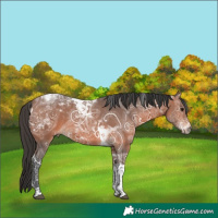 Horse Color:Bay Ice Tobiano 