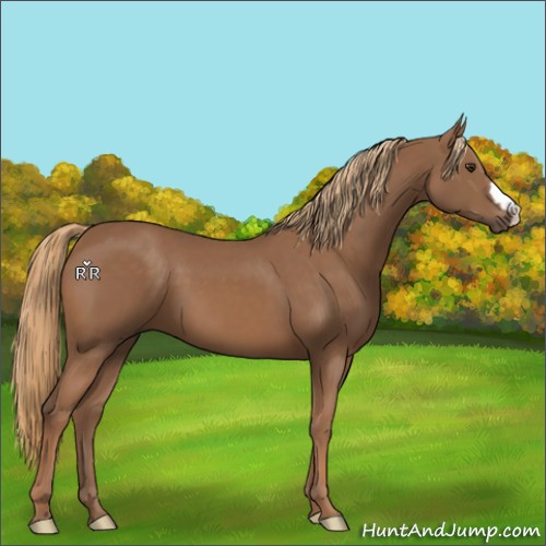 Horse Color:Chestnut 