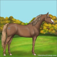 Horse Color:Chestnut 