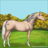 Horse Color:Silver Buckskin Pearl