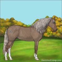 Horse Color:Silver Grullo 
