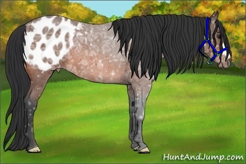 Horse Color:Bay Ice Roan Appaloosa 