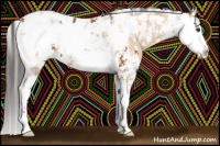 Horse Color:Bay Sabino  and Bay Dun Sabino 