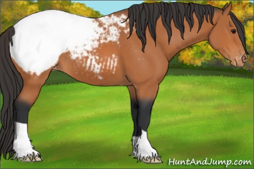Horse Color:Bay Appaloosa 