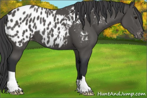 Horse Color:Black Appaloosa 