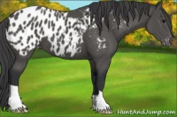 Horse Color:Black Appaloosa
