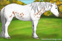 Horse Color:Bay Splash Tobiano Leopard