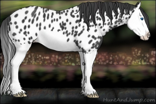Horse Color:Black Splash Appaloosa 