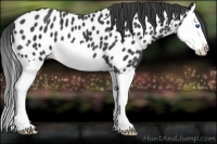 Horse Color:Black Splash Appaloosa 