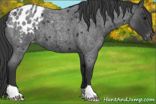 Horse Color:Blue Roan Blanket