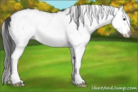 Horse Color:White Spotted Black Splash
