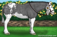 Horse Color:Blue Roan Sabino Splash Appaloosa 