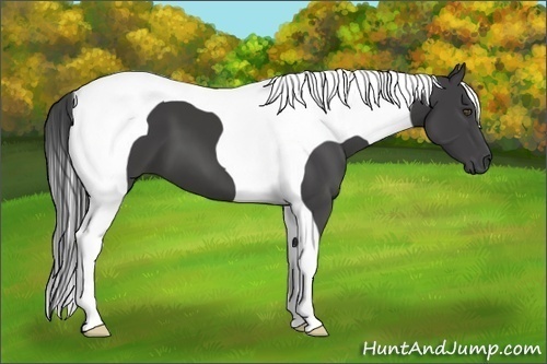 Horse Color:Smoky Black Tobiano 