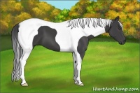 Horse Color:Smoky Black Tobiano