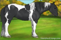 Horse Color:Black Tobiano 