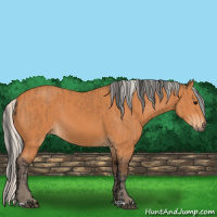 Horse Color:Bay  and Silver Bay 