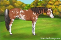 Horse Color:Bay Sabino  and Bay Sabino 