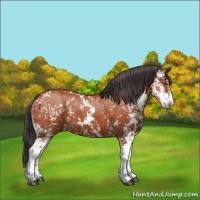 Horse Color:Bay Sabino  and Bay Sabino 