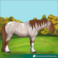 Horse Color:Red Roan Tobiano Rabicano
