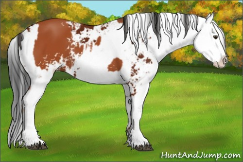 Horse Color:Bay Sabino  and Gray Bay Sabino 