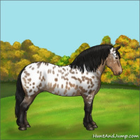 Horse Color:Gray Brown Dun Appaloosa